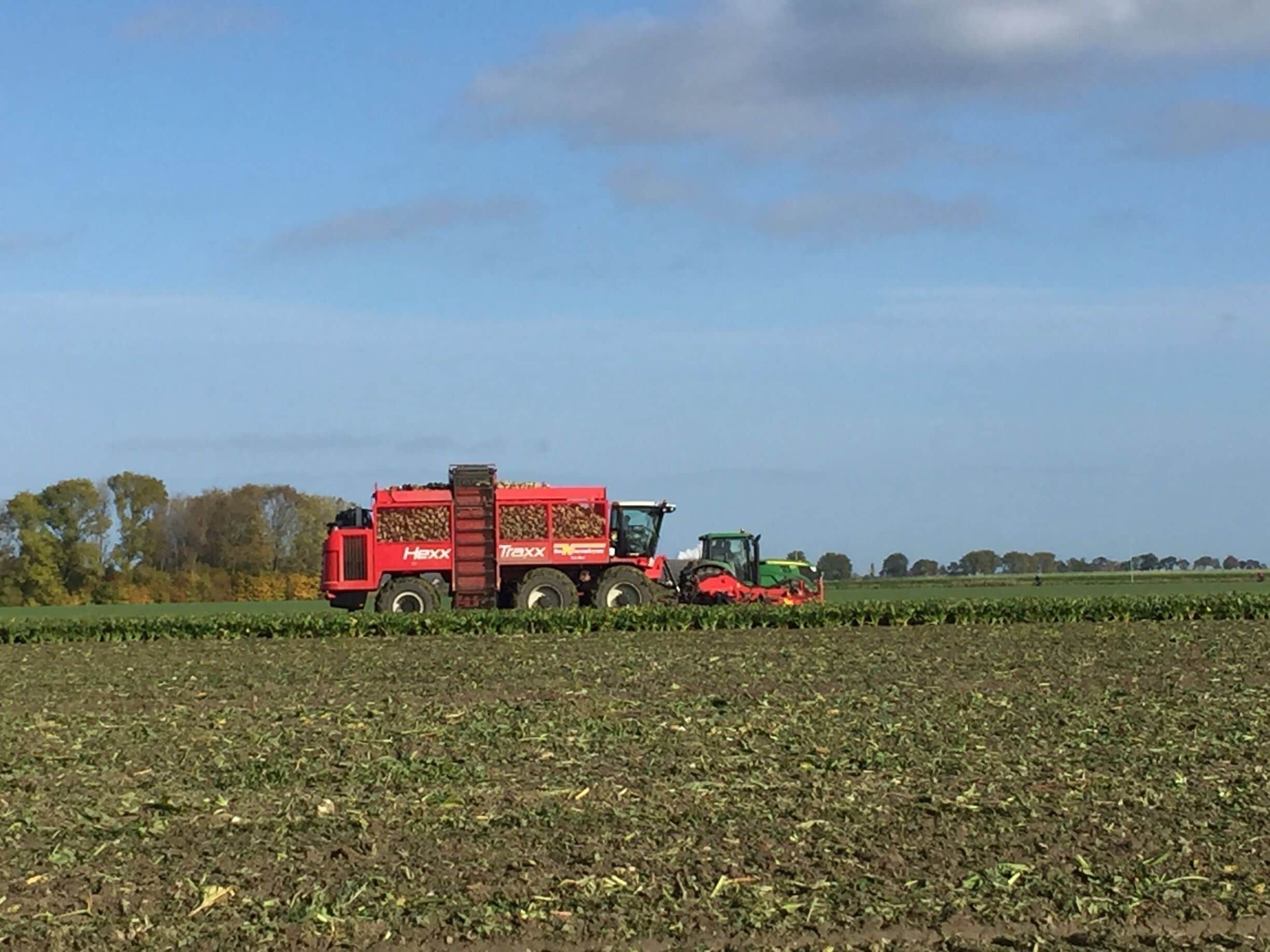 Beet harvesting