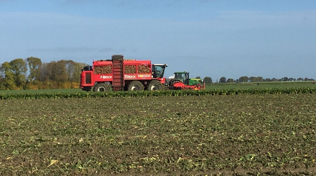 Beet harvesting