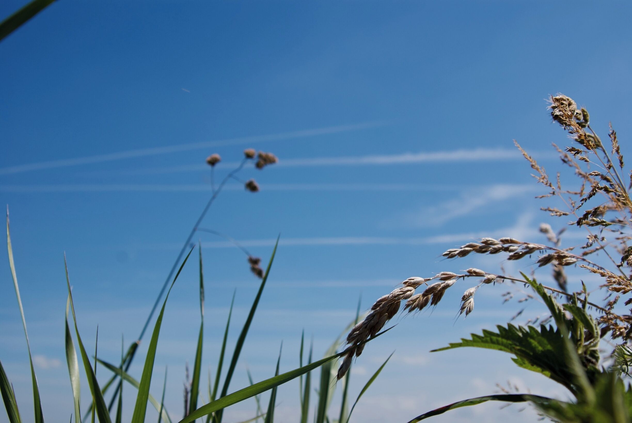 Tall grasses and a clear blue sky with some clouds.
