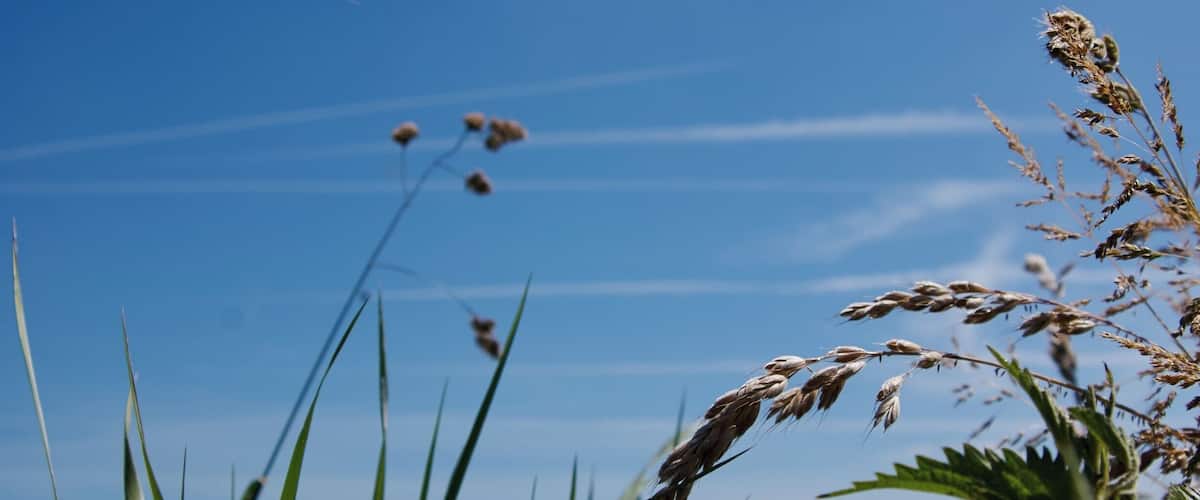 Tall grasses and a clear blue sky with some clouds.