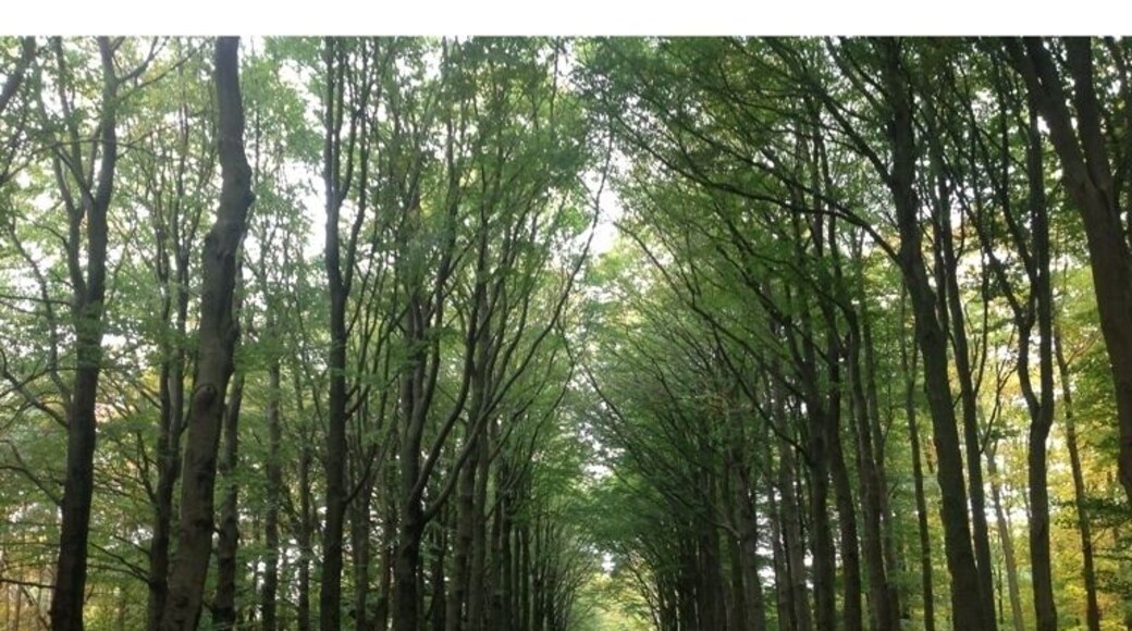 Gorgeous bike lane. find the bike!
