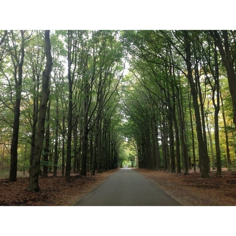 A tree-lined road in a forest.