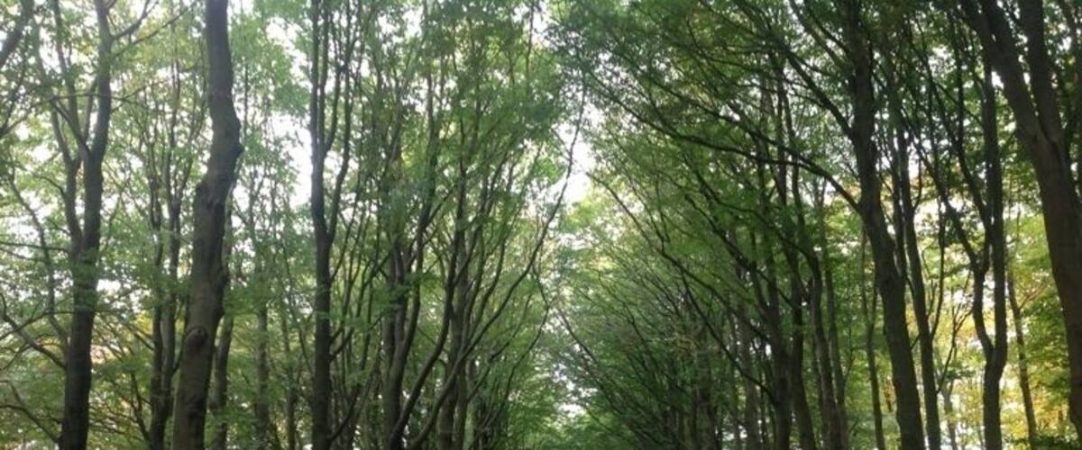 A tree-lined road in a forest.
