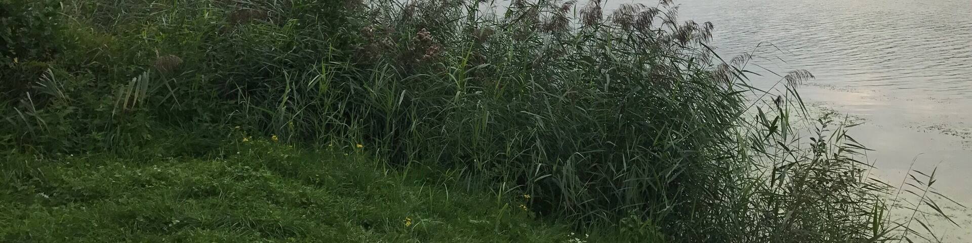 Nice evening walk.
De Vilt, Beugen - the Netherlands 🇳🇱