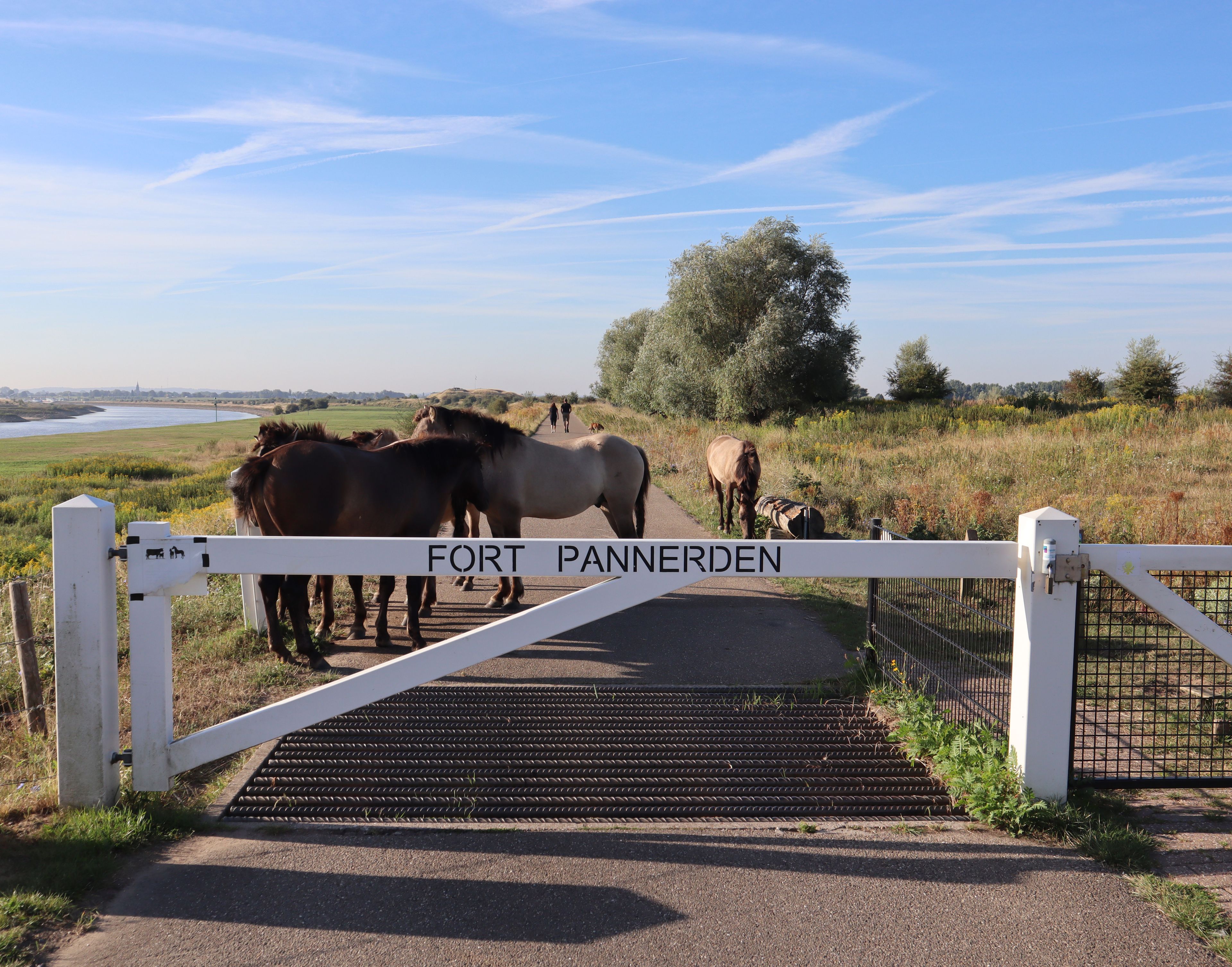 Entrance to a fortress (Pannerden, Netherlands). Konik horses are standing near the entrance fence. 