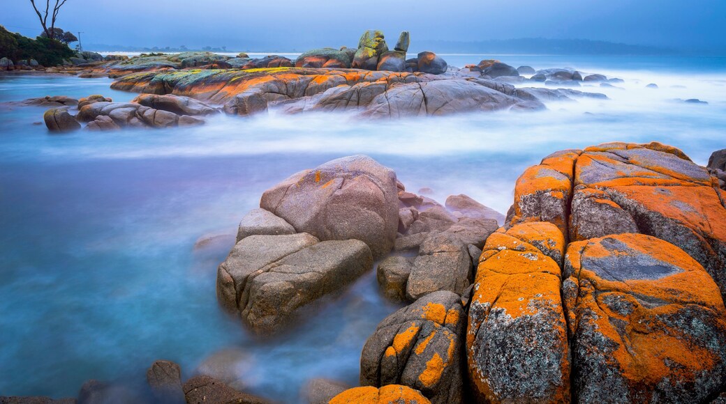 The Bay of Fires (indigenous name: larapuna) is a bay on the northeastern coast of Tasmania in Australia.