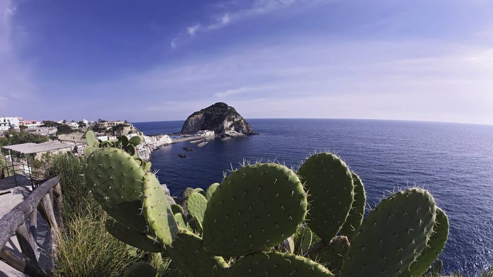 A coastal landscape with a large cactus in the foreground, a rocky outcrop in the sea, and buildings along the shore.