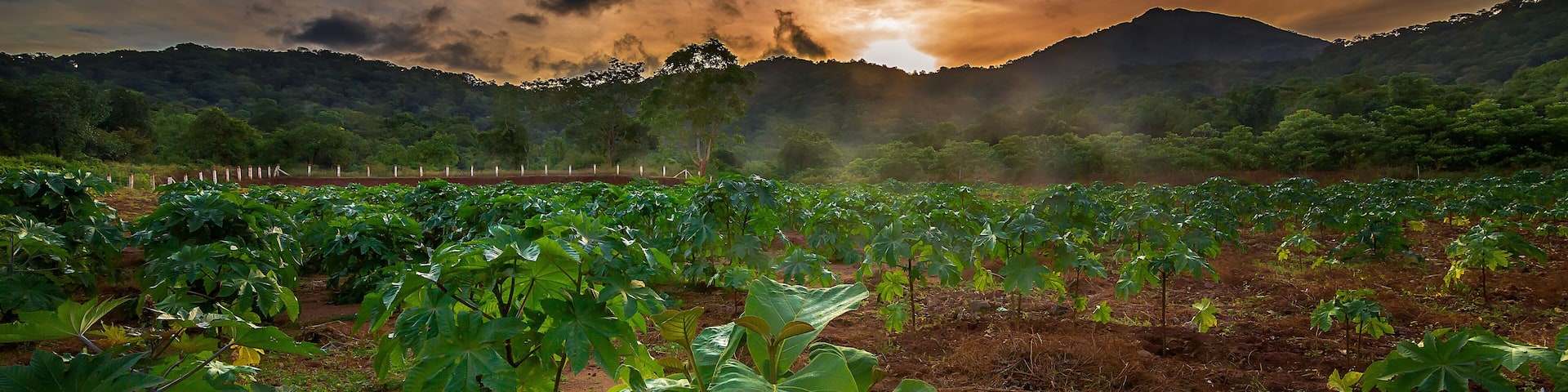Beautiful morning sunrise with green plants Coimbatore Tamilnadu.