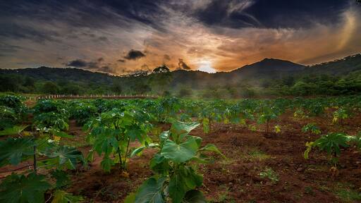 Beautiful morning sunrise with green plants Coimbatore Tamilnadu.
