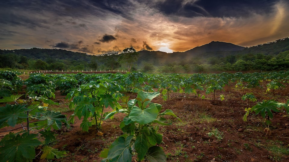 A vineyard with rows of grapevines under a dramatic sunset sky.