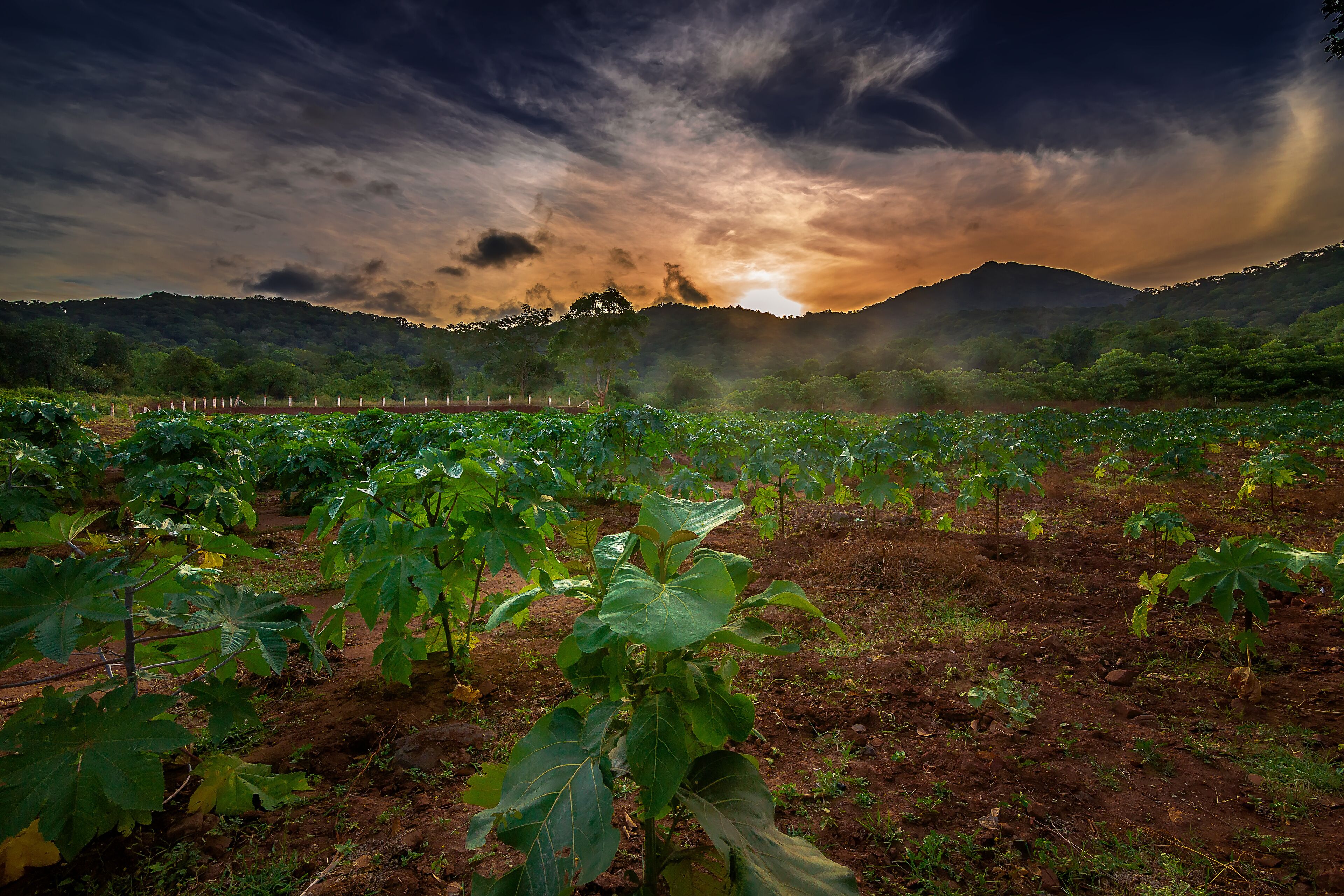 A vineyard with rows of grapevines under a dramatic sunset sky.