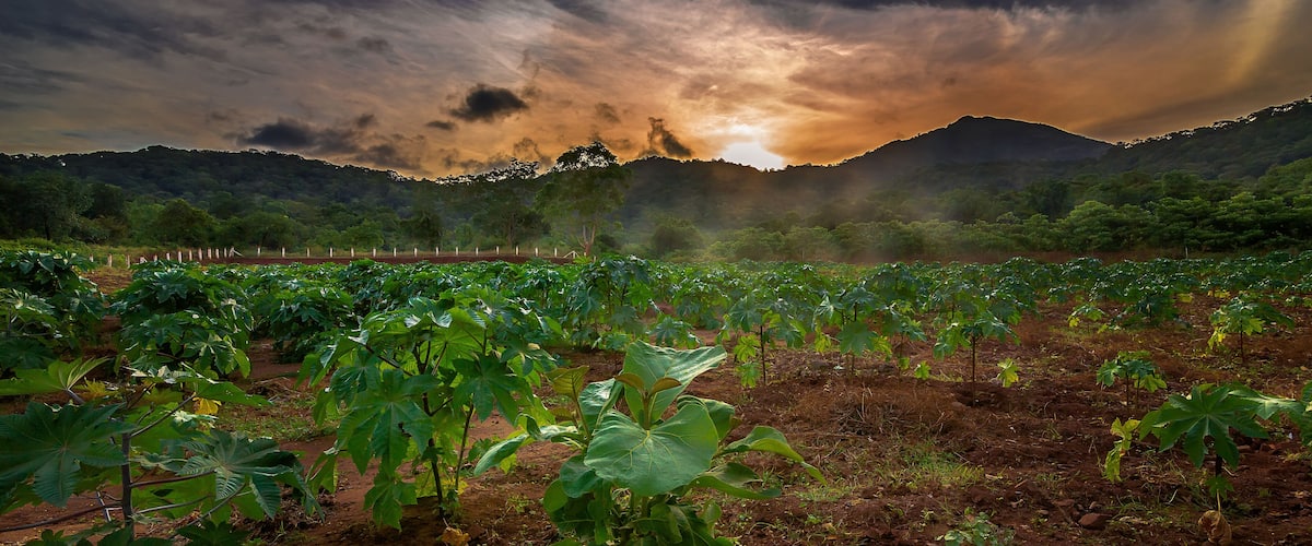 A vineyard with rows of grapevines under a dramatic sunset sky.