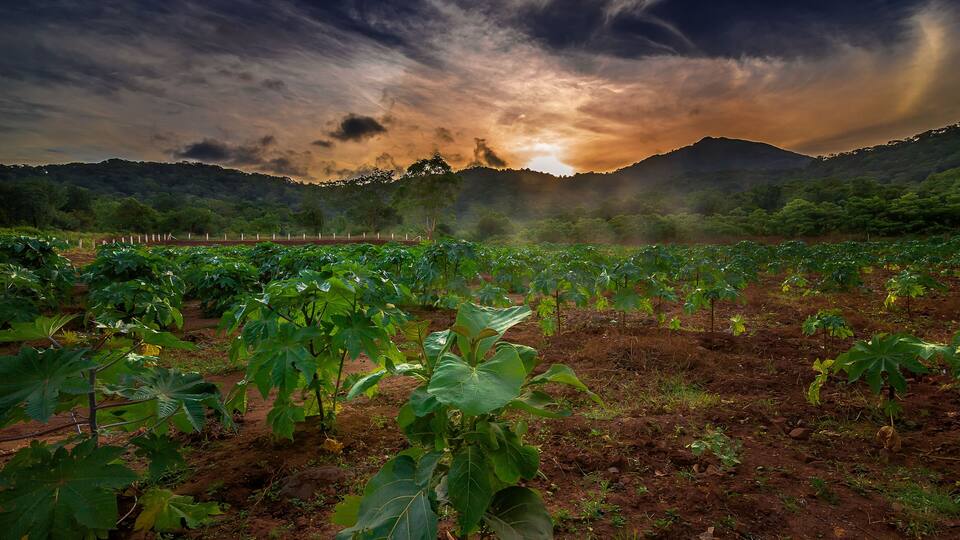 A vineyard with rows of fig trees under a dramatic sunset sky.