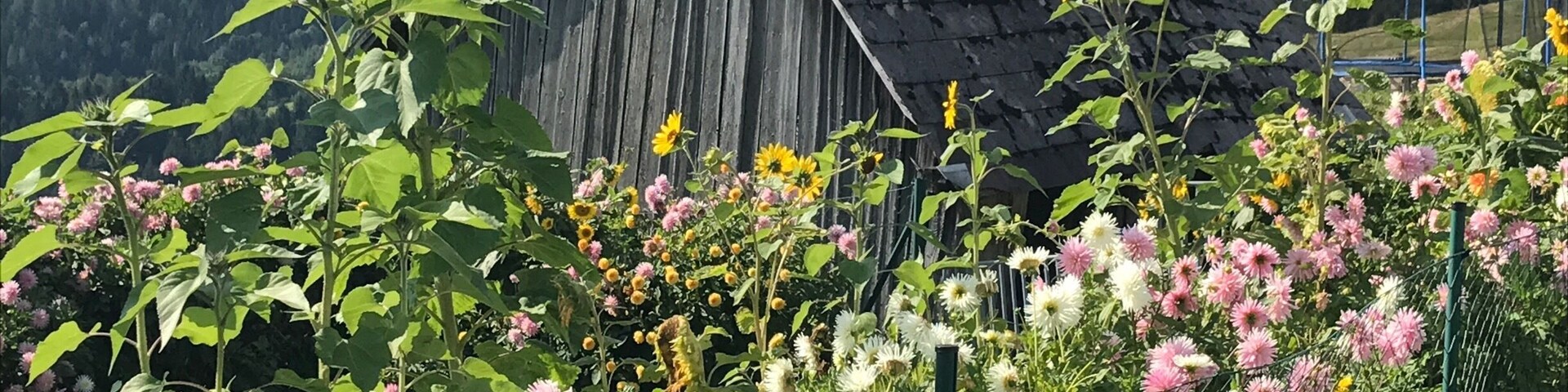 A wooden hut in the Viennese Alps