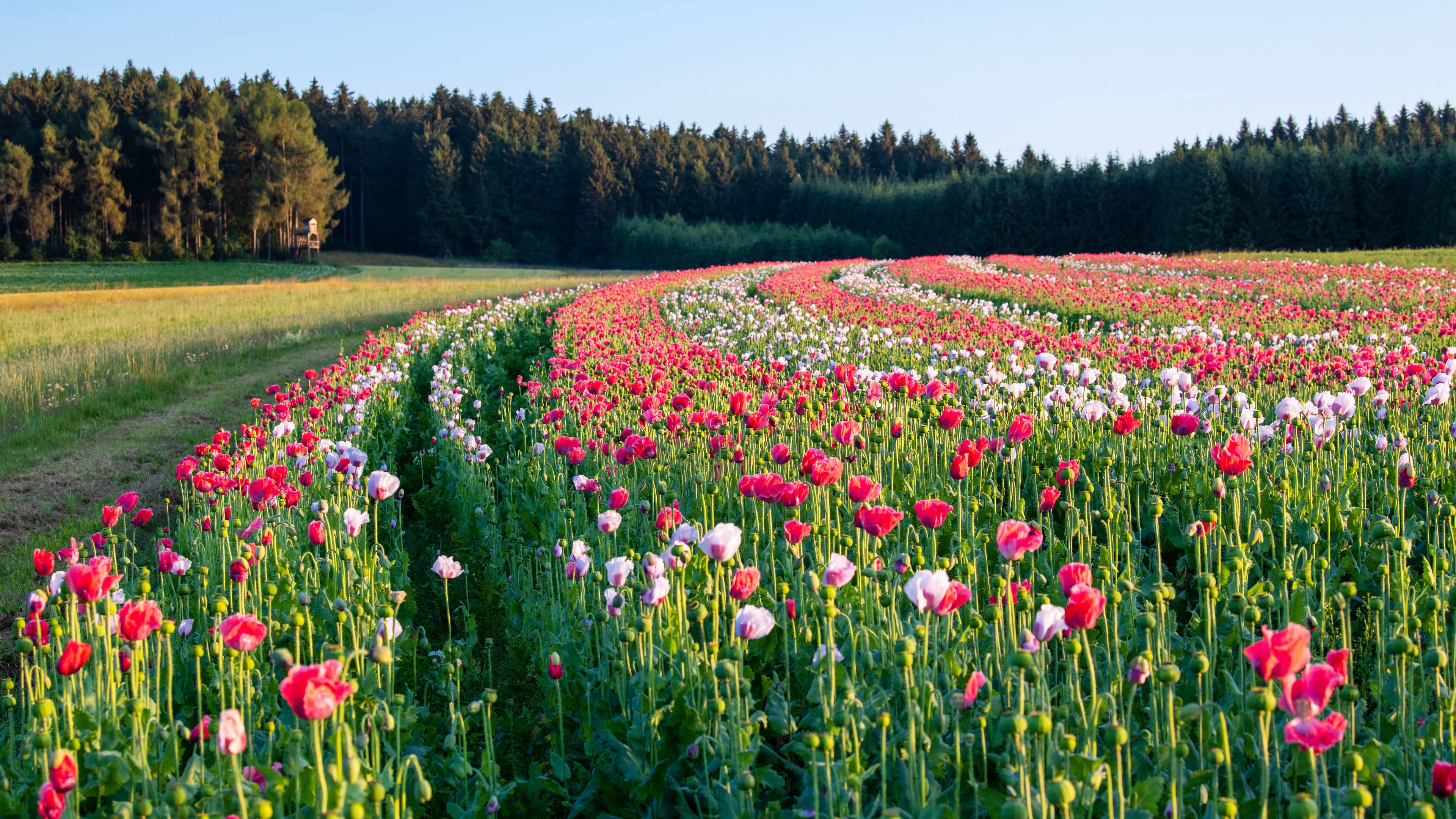 A vast field of red and white poppies with a forest in the background.