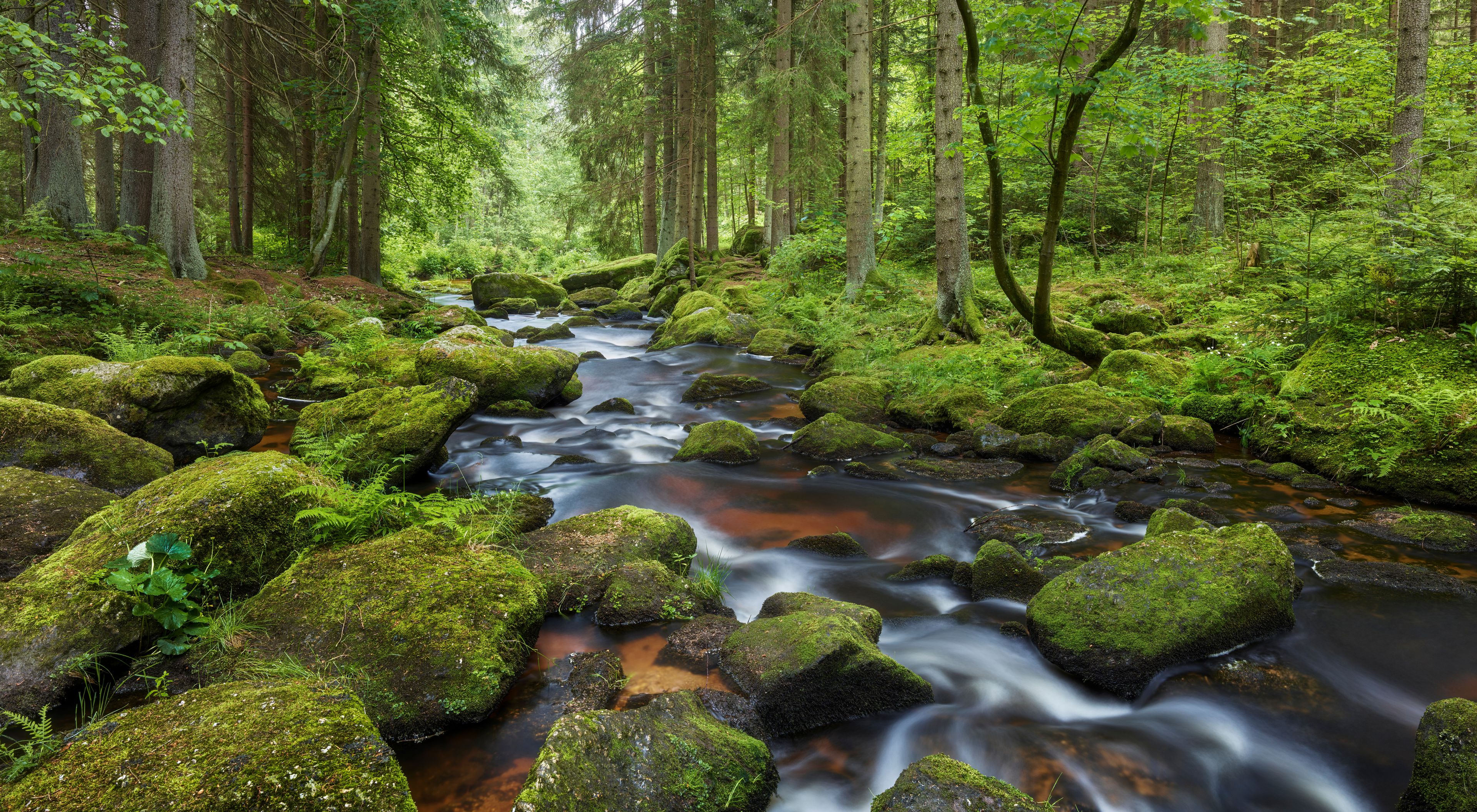 A forest stream with moss-covered rocks and dense greenery.