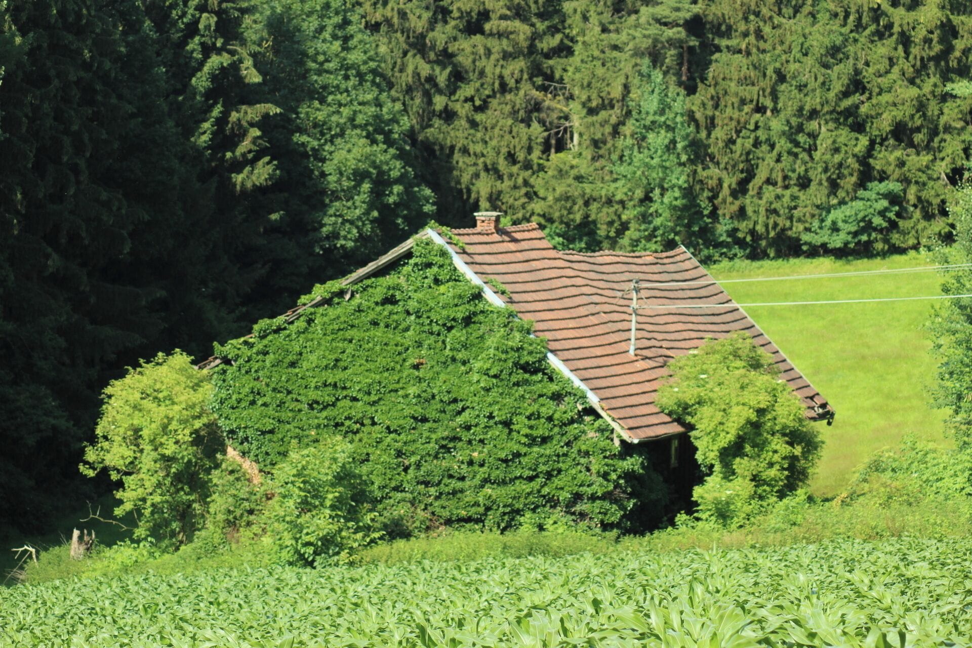 A house with a sloped roof surrounded by dense forest.