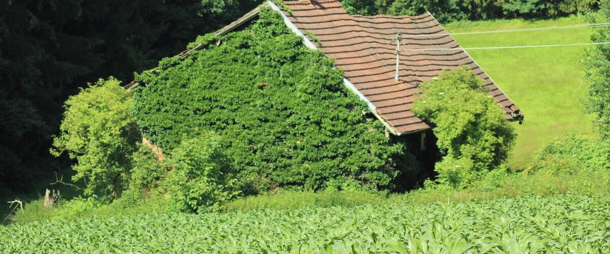 A house with a sloped roof surrounded by dense forest.