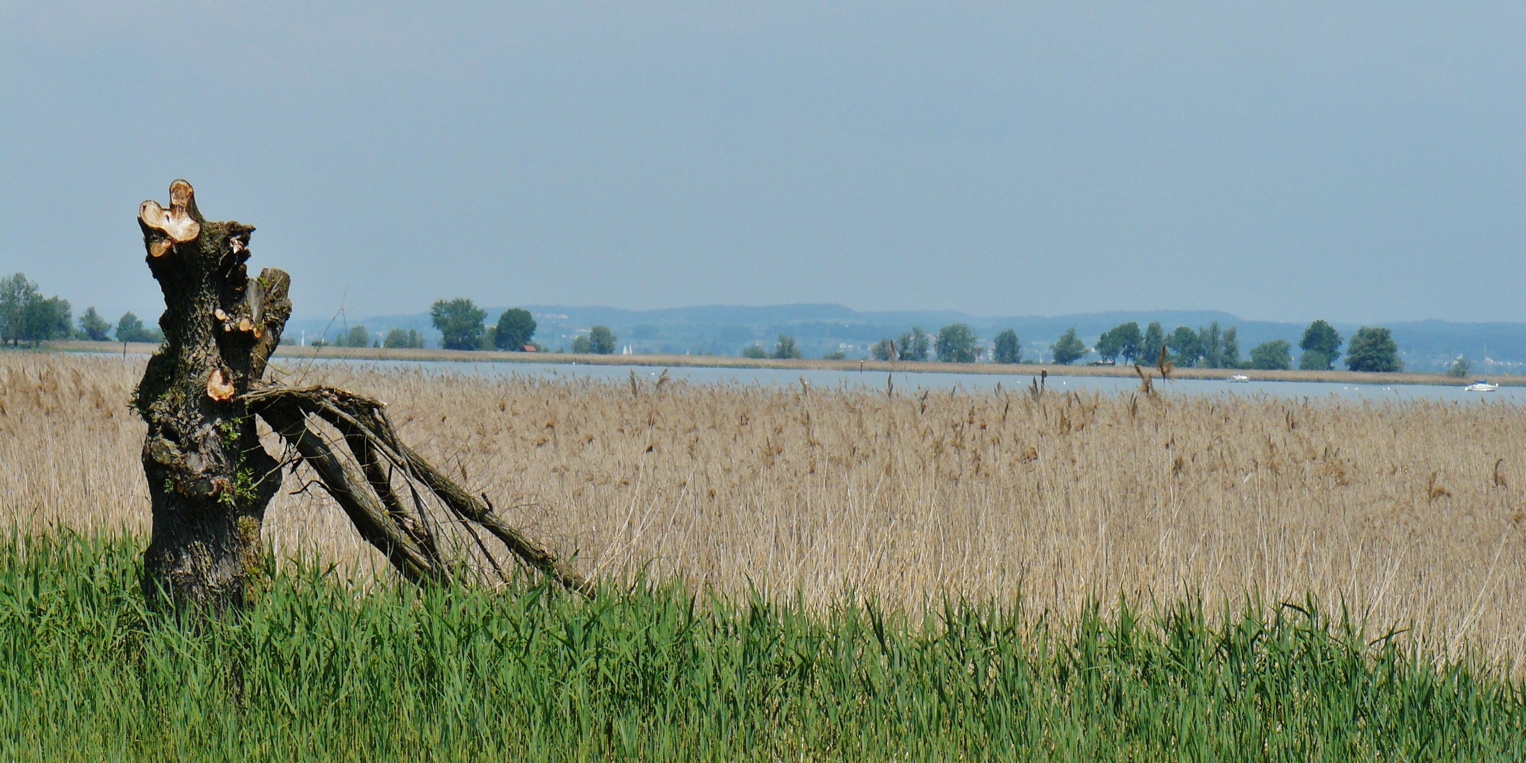 A tree stump in a field with a distant body of water and hills.