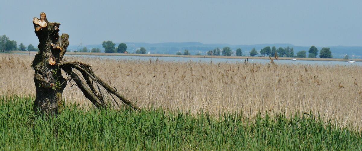 A tree stump in a field with a distant body of water and hills.