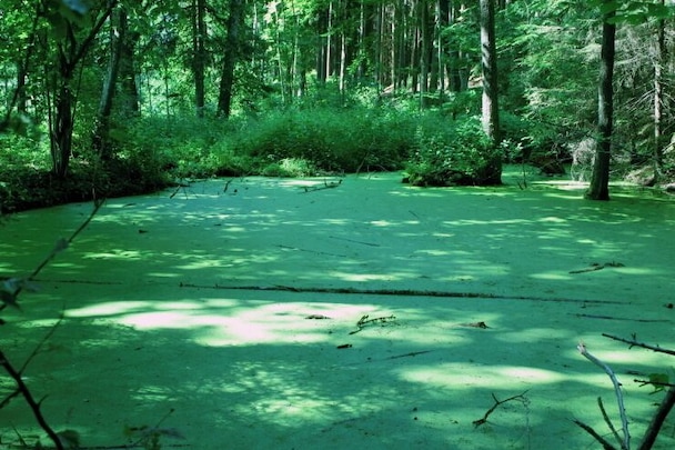 A forest with a greenish ground, tall trees, and dense underbrush.