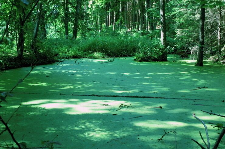 A forest with a greenish ground, tall trees, and dense underbrush.