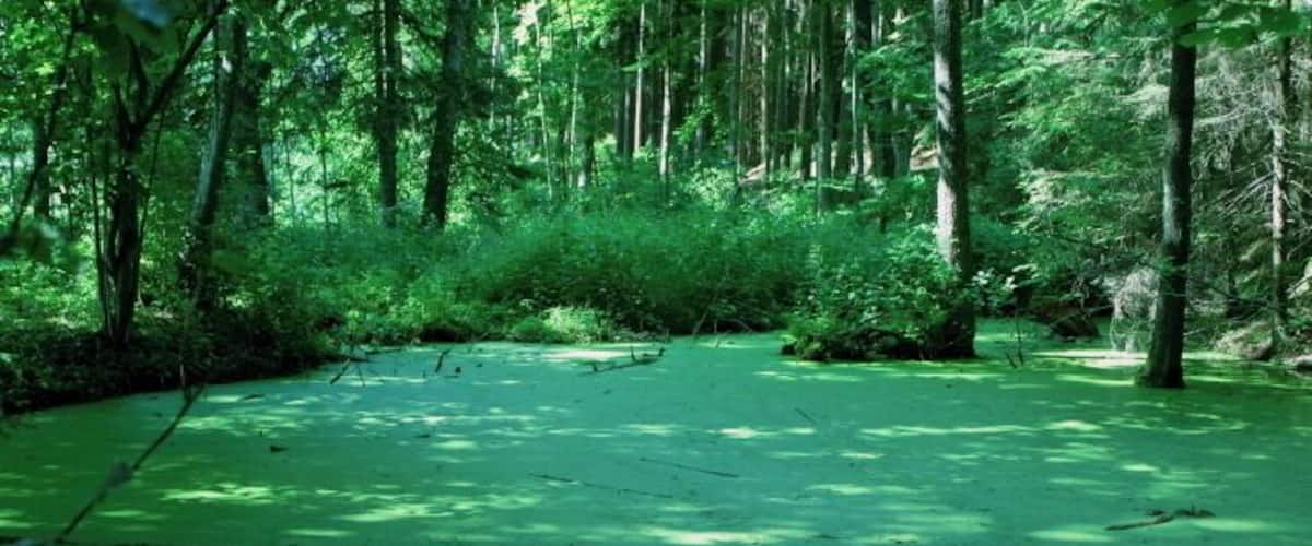 A forest with a greenish ground, tall trees, and dense underbrush.