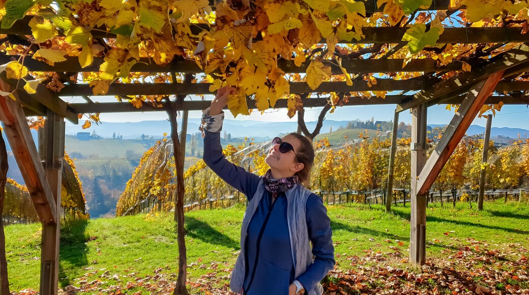 エーレンハウゼン アン デア ヴァインシュトラーセ