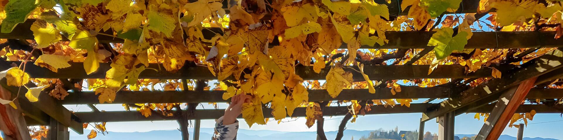 Woman gently touches the vibrant yellow leaves of a vine in Ratsch an der Weinstrasse, Styria, Austria. Vineyard landscape unfolds in background, bathed in autumn sunlight. Styrian wine region