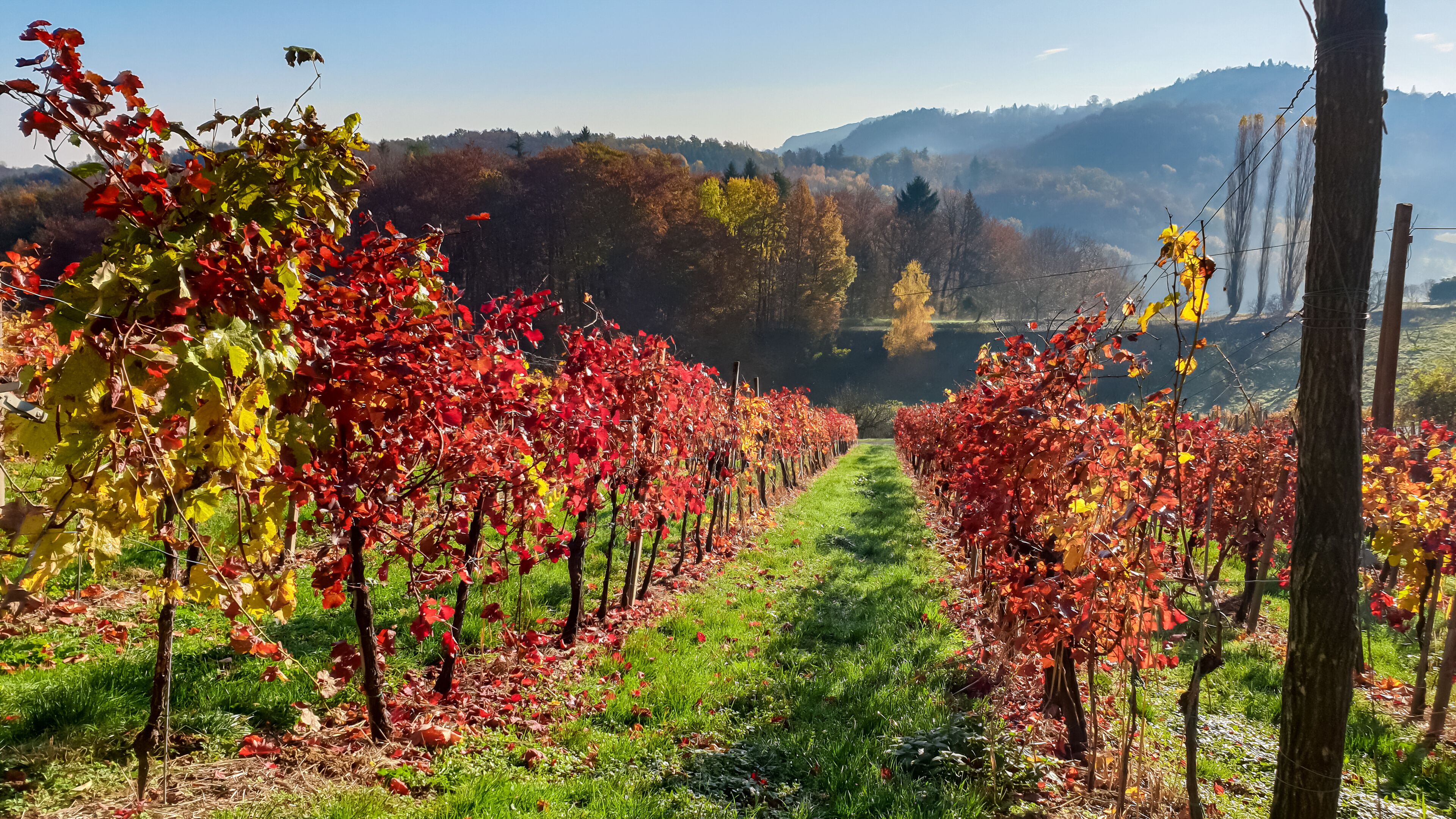 エーレンハウゼン アン デア ヴァインシュトラーセ