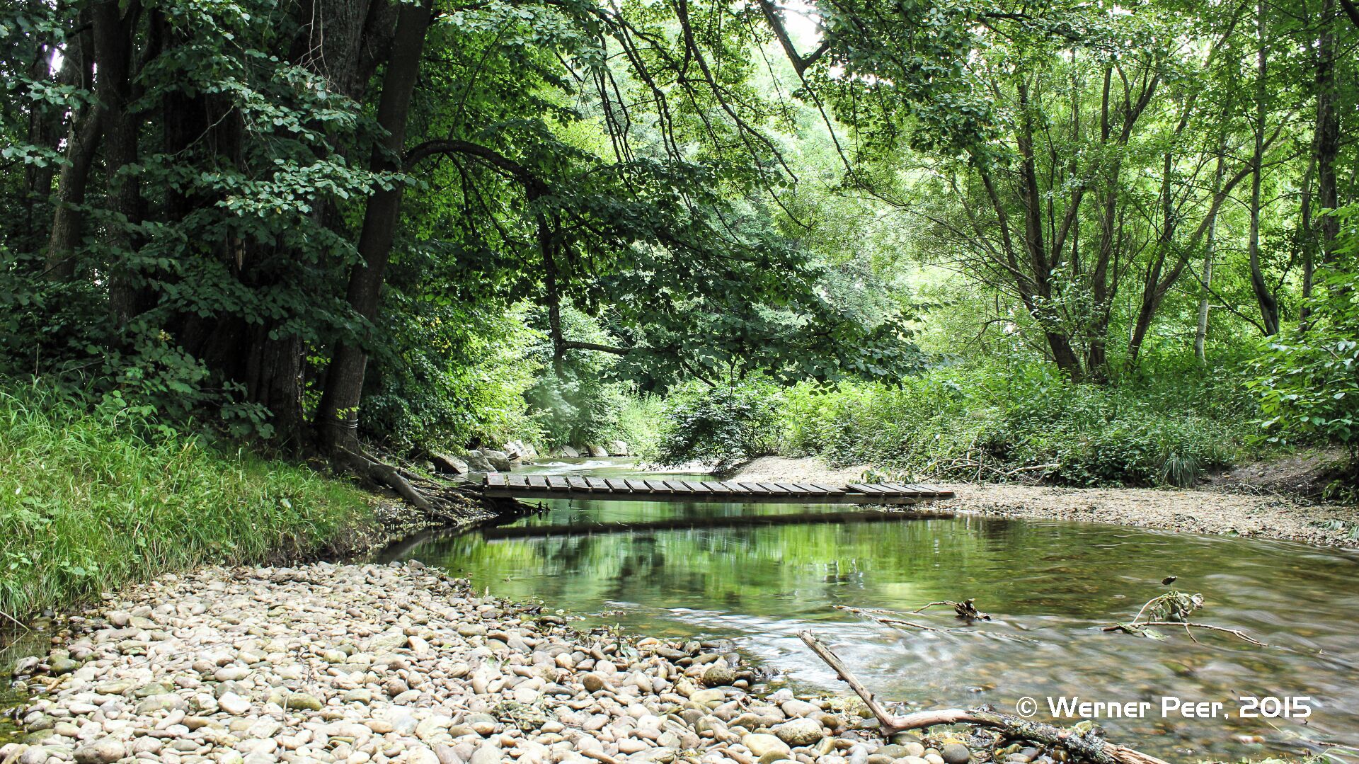 A serene river with a wooden bridge, surrounded by dense greenery and trees.