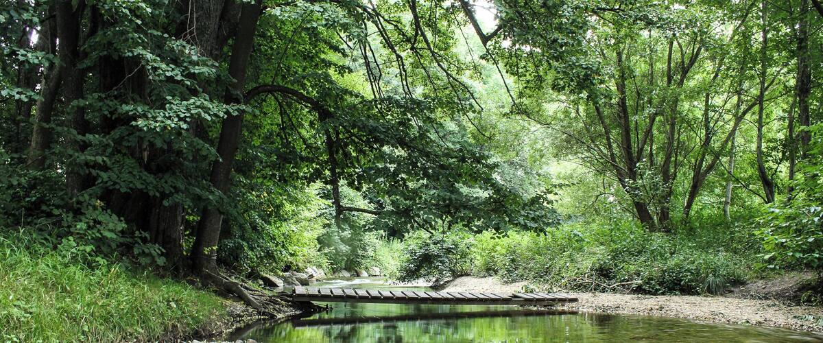 A serene river with a wooden bridge, surrounded by dense greenery and trees.