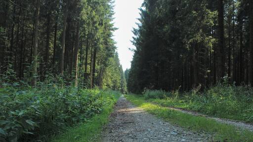 Kobernaußerwald