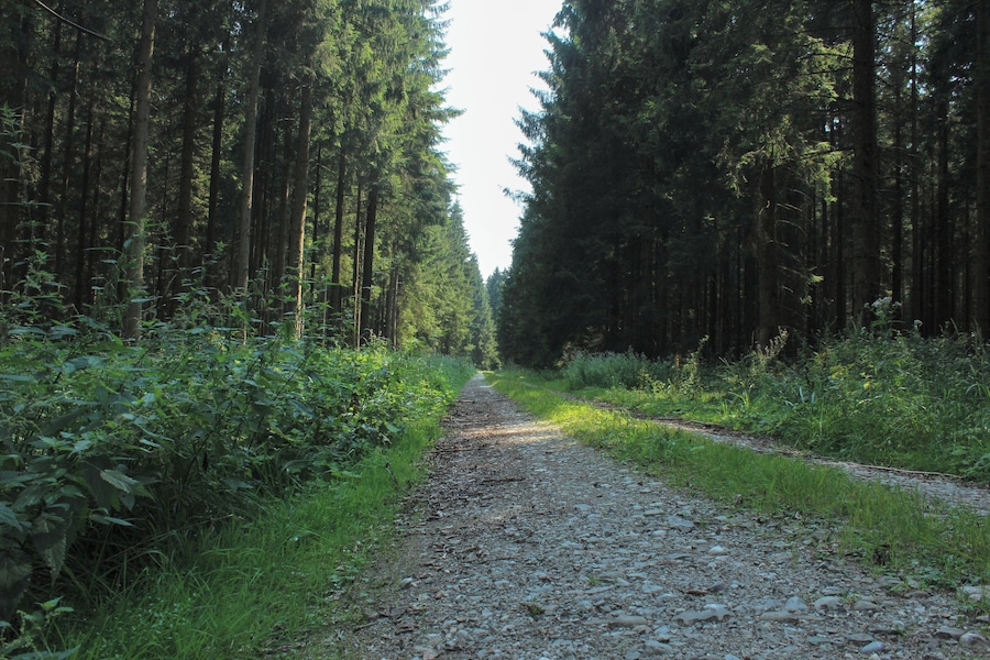 Un sentiero sterrato costeggiato da alberi sempreverdi fitti, che si inoltra in una zona boschiva.