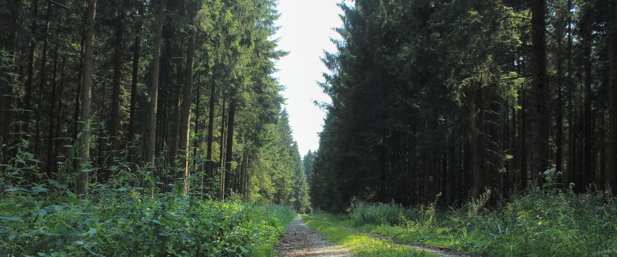 A gravel path flanked by dense evergreen trees, leading into a forested area.