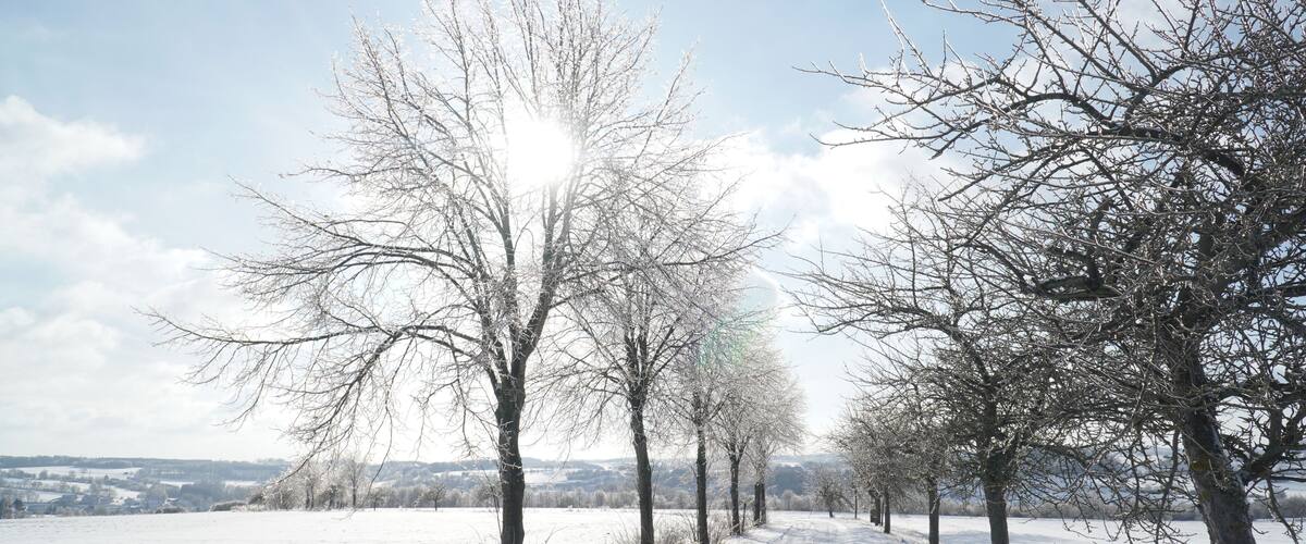 A snow-covered landscape with leafless trees and a clear sky.
