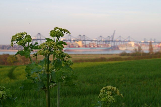 Across to Felixstowe Looking across the open fields at Shotley to Felixstowe Docks.