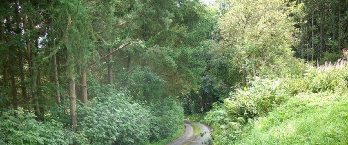 A narrow, winding road surrounded by dense forest.