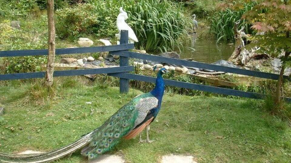 A peacock standing on grass near a blue fence and a pond.
