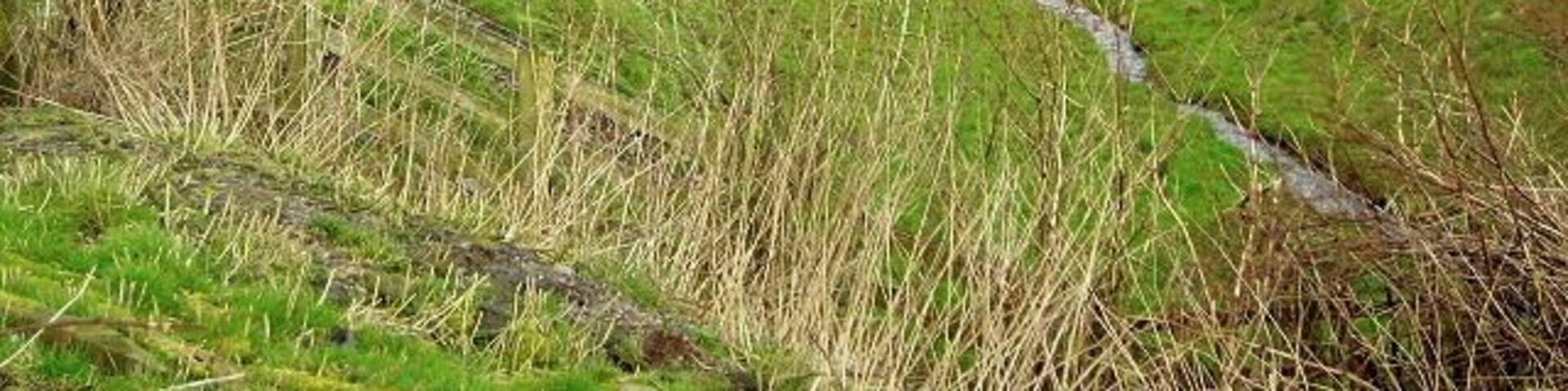 Remains of Cutting on Dismantled Railway Near Amisfield