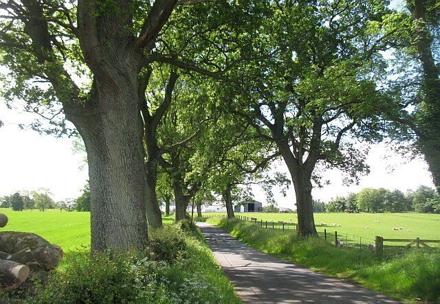 Tree lined road, Arnprior The road up to Kippen Moor is tree lined for much of its length.