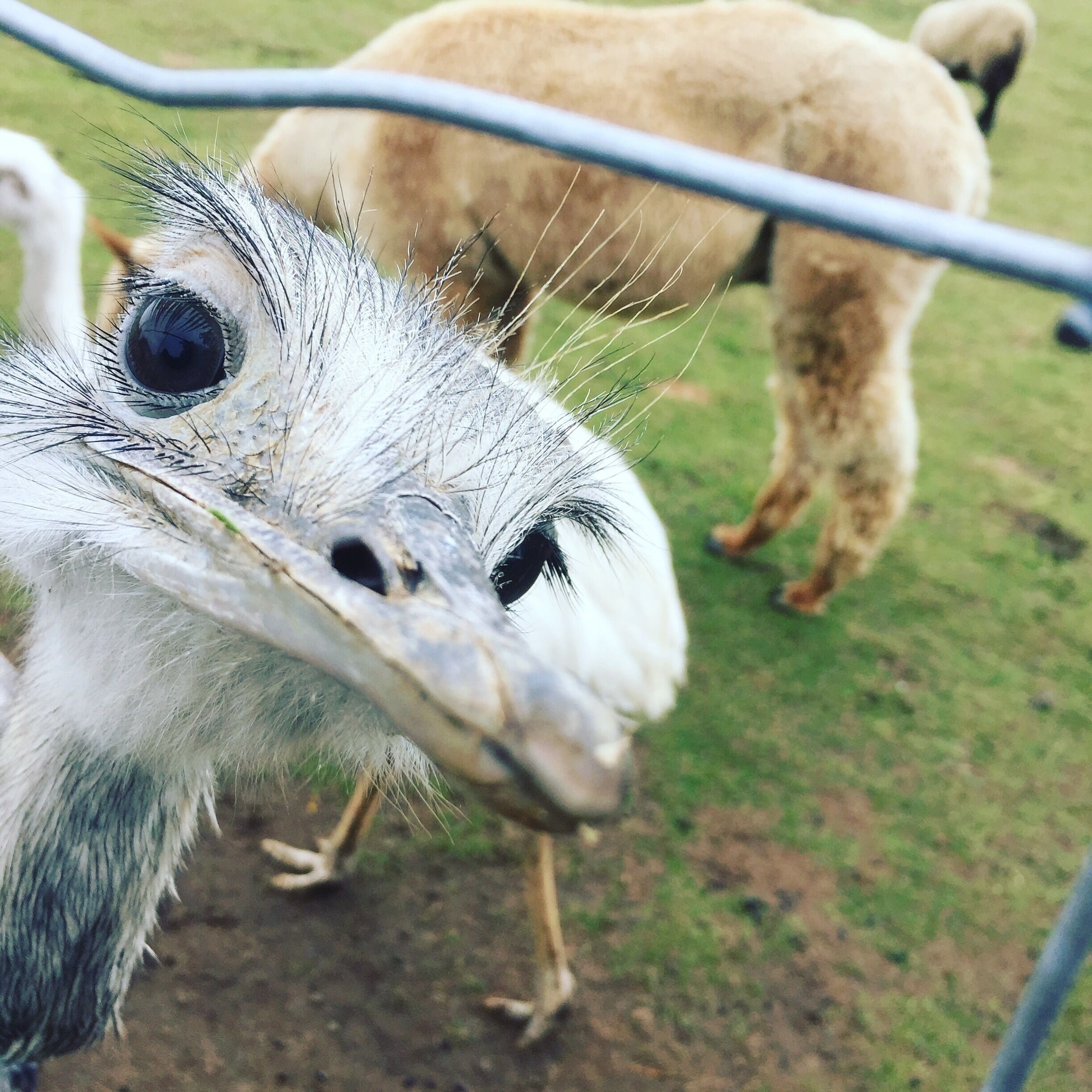 A great place to spend a few hours. Meerkats, pigs, camelids, emus and reptiles. There’s an opportunity to meet birds of prey, including a very intelligent raven.