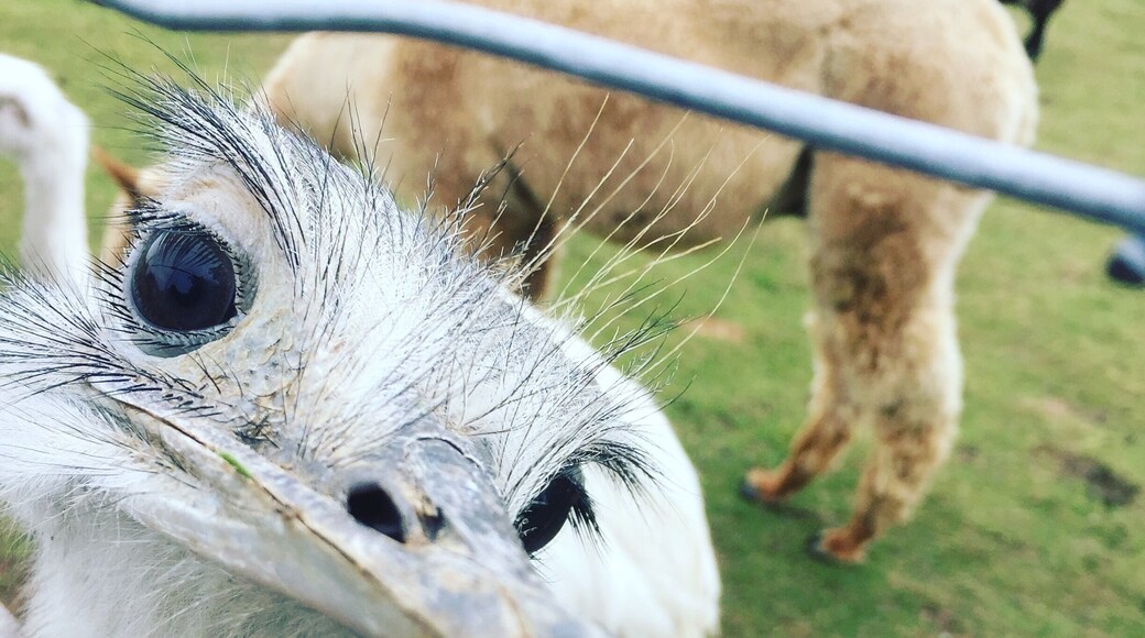 A great place to spend a few hours. Meerkats, pigs, camelids, emus and reptiles. There’s an opportunity to meet birds of prey, including a very intelligent raven.