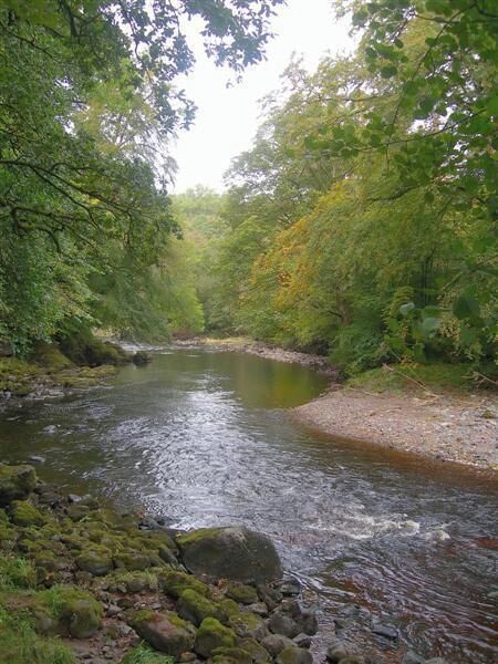 Un río serpentea por un área boscosa, con rocas y musgo a lo largo de las orillas.