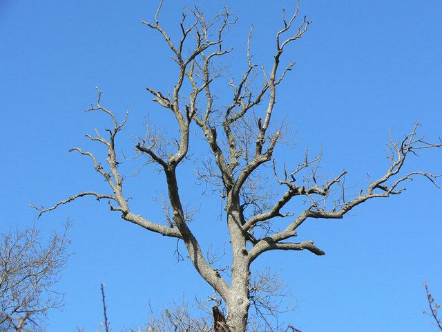 Tree at Luton This tree may be dead, I'm not sure, but it stands proud in the March sunshine opposite the church.