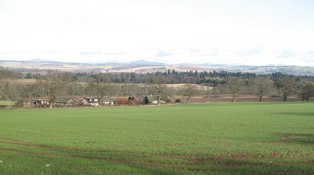 Cargill A row of houses alongside the A93 in the background. Large arable field, probably barley.