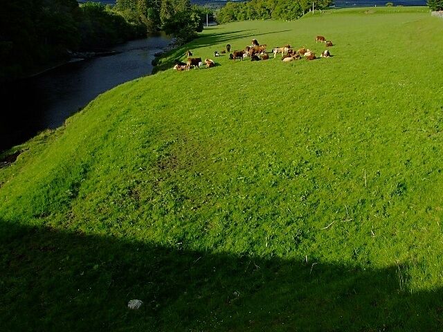Cows beside the River Carron The cows catching the last of the sun as they rest beside the river carron, taken from the road bridge.