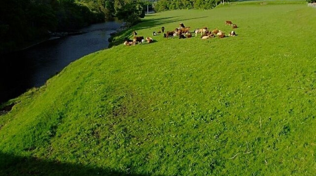 Cows beside the River Carron The cows catching the last of the sun as they rest beside the river carron, taken from the road bridge.