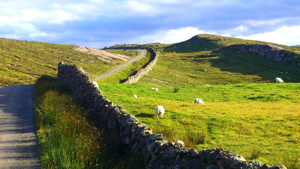 A winding road through a grassy landscape with sheep grazing.