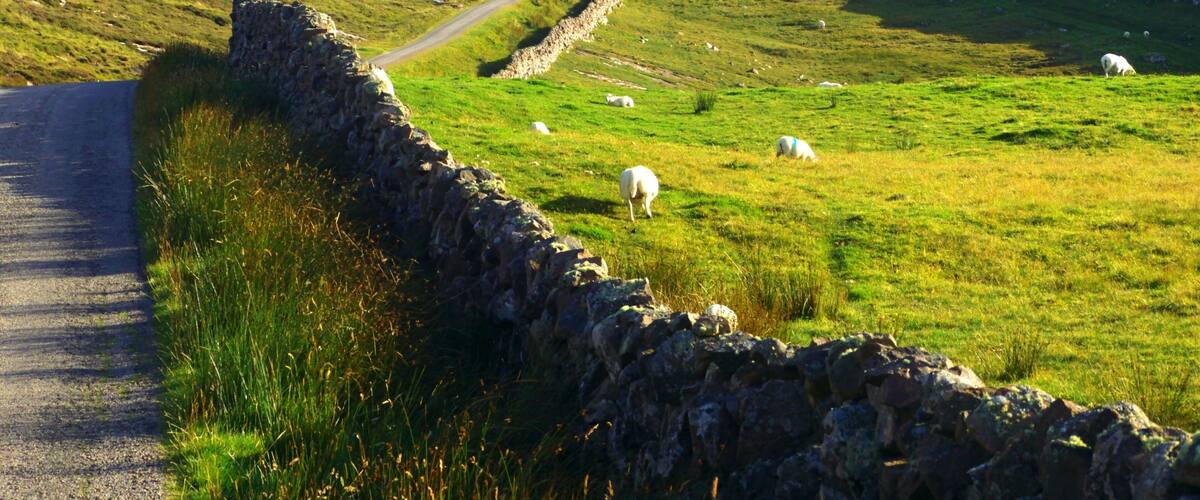 A winding road through a grassy landscape with sheep grazing.